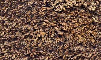 Pine Tree wood stumps on ground after being cut with real wood texture background. photo