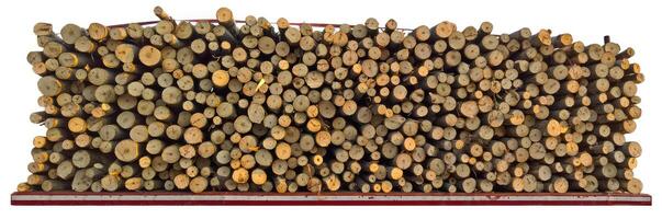 Pine Tree wood stumps on ground after being cut with real wood texture background. photo