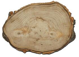 Pine Tree wood stumps on ground after being cut with real wood texture background. photo
