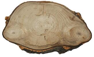 Pine Tree wood stumps on ground after being cut with real wood texture background. photo