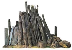 Pine Tree wood stumps on ground after being cut with real wood texture background. photo