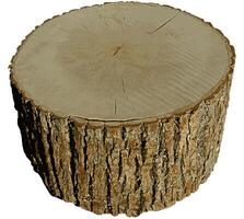 Pine Tree wood stumps on ground after being cut with real wood texture background. photo