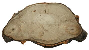 Pine Tree wood stumps on ground after being cut with real wood texture background. photo
