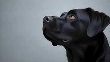 a black dog is looking up at something photo