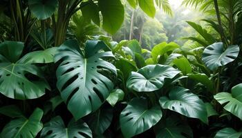 tropical jungle plants with sunlight coming through photo