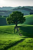 a lone tree in a green field photo