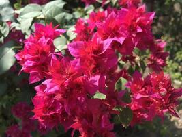 Red bogenvillea bugs blooming in the garden in spring photo