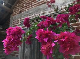 Red bogenvillea bugs blooming in the garden in spring photo