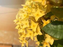 Yellow asooka flower in morning light photo