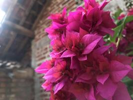 Red bogenvillea bugs blooming in the garden in spring photo