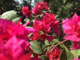 Red bogenvillea bugs blooming in the garden in spring photo