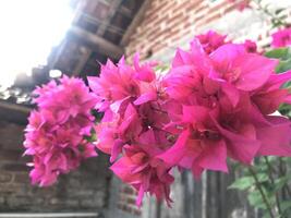Red bogenvillea bugs blooming in the garden in spring photo