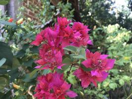 Red bogenvillea bugs blooming in the garden in spring photo
