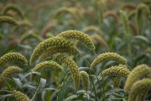 millet spike with Shallow depth of field. selective Focus photo