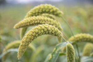 millet spike with Shallow depth of field. selective Focus photo