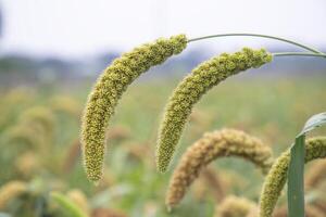 millet spike with Shallow depth of field. selective Focus photo