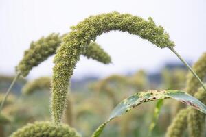 millet spike with Shallow depth of field. selective Focus photo