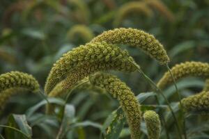 millet spike with Shallow depth of field. selective Focus photo