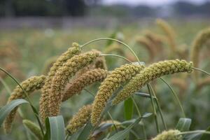 millet spike with Shallow depth of field. selective Focus photo