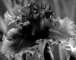 Flowers black and white photo background. Summer flowers close view