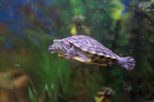 A small turtle floats in a home aquarium photo