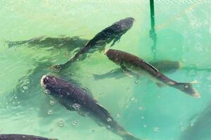 Carp fish swimming together in the pool photo