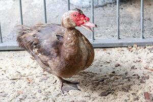 Muscovy duck with red face on a poultry farm photo