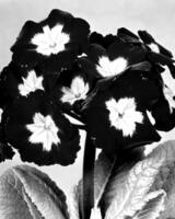 Flowers black and white photo background. Summer flowers close view