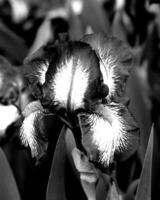 Flowers black and white photo background. Summer flowers close view