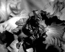 Flowers black and white photo background. Summer flowers close view