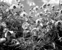 Flowers black and white photo background. Summer flowers close view