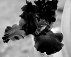 Flowers black and white photo background. Summer flowers close view
