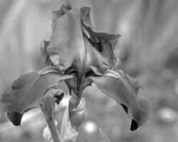 Flowers black and white photo background. Summer flowers close view