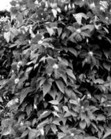 Flowers black and white photo background. Summer flowers close view