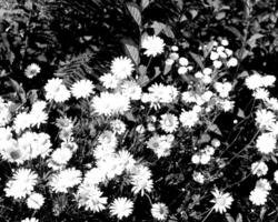 Flowers black and white photo background. Summer flowers close view