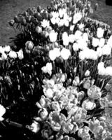 Garden black and white photo background. Spring or summer gardening with plants and flowers