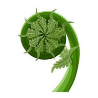 Illustration of fiddlehead fern, isolated on white background. vector