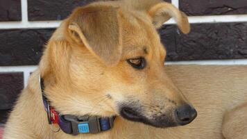 young brown puppy. portrait of dog photo