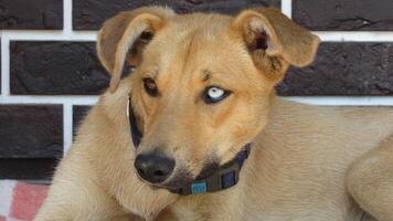 dog with different color eyes. young brown puppy photo