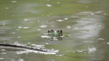frog in water macro photo of a green frog in a swamp