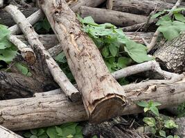 tree stump and log texture. wood texture. photo