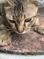 cat in the garden photo