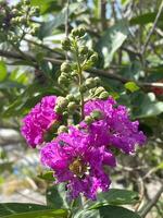 beautiful crape myrtle flowers in the garden photo