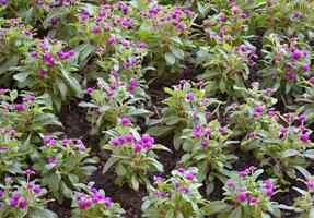 beautiful Globe Amaranth flowers of the garden photo