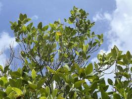 green leaves on a jackfruit tree in the park. photo