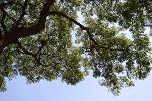 tree branches in the forest photo