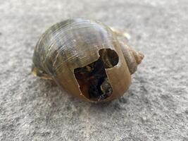 close up of shell on the ground photo