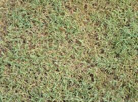 fresh grass texture background photo