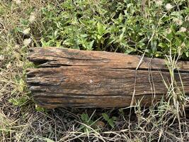 old wooden log with a green grass in the forest photo