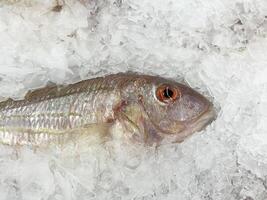 fresh fish with ice photo